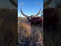 ⭕ANKOLE WATUSI CATTLE ✅ Biggest Bulls And Cow