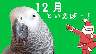 １２月と言えば…！【お喋りする鳥・ずぅちゃん】