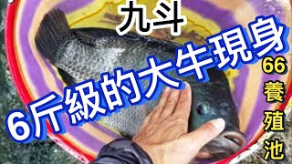 釣福壽魚（六斤的大牛現身）九斗66台灣鯛養殖池、唬戰隊高手群卡毛競技！唬香精發威2020.10