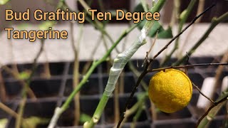 How To Bud Graft Citrus - Ten Degree Tangerine onto Taiwanica Lemon!