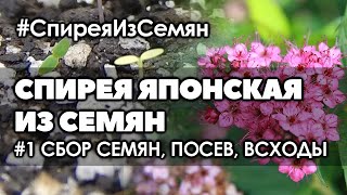 #1 Размножение спиреи семенами. Сбор семян, посев, всходы.