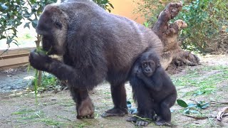 (12/4)ある日のモモタロウ一家 2⭐️ゴリラ gorilla【京都市動物園】Gorilla Momotaro family on weekdays 2