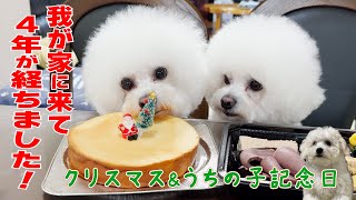 愛犬が我が家に来て、4年が経ちました！うちの子\u0026クリスマスパーティーを開催します！【ビションフリーゼ】