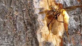 Giant Ichneumon Wasp