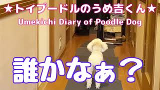 誰かなぁ？ ★トイプードルのうめ吉くん（692日目)★Umekichi Diary of Poodle Dog