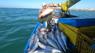 MAS UMA MARÉ BOA DE PEIXE EM ALTO MAR,UM PEIXE ATRAS DO OUTRO.