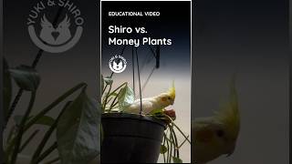 Shiro vs  Money Plants The Ultimate Showdown  How to Keep Your Plant Safe When You Have Birds #birds