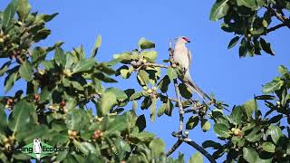 Blue-naped Mousebird - African birding tours