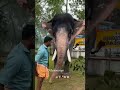 യുവ രാജ കേസരി കേളശ്ശേരി കണ്ണൻ keralaelephant youtubeshorts