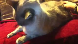 Cat licks himself when he's scratched