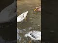 ducks enjoying in pool water chickenfarm shorts shortvideo