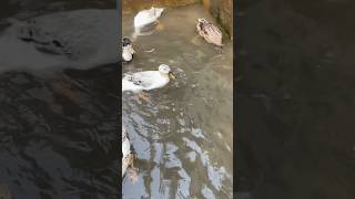 Ducks enjoying in pool water  #chickenfarm #shorts #shortvideo