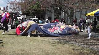 令和５年 下条川桜祭り 手崎獅子方