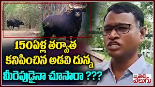 Forest Bull found in the Nallamala forest After 154 years | 150ఏళ్ల తర్వాత కనిపించిన అడవి దున్న!