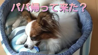 【パピヨン】パパが帰って来た時の動きが可愛い