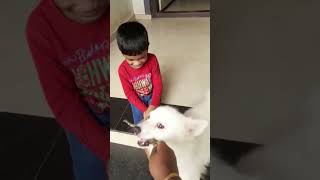 ചുമ്മാ ഒന്നു തല്ലിയതാ😜 puppy കുഞ്ഞിൻ്റെ സ്നേഹം കണ്ടോ guyss🥰#shorts