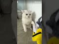 tingkah random kucing cat fypシ゚viral