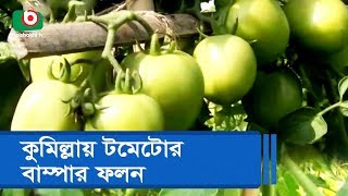 কুমিল্লায় টমেটোর বাম্পার ফলন