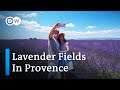 Lavender Fields in Provence | Lavender Fields as Photo Motifs | The Beauty of Lavender in France