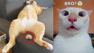 Funniest Animals 2024 😻 Best Funny Cats and Dogs Videos 😍🐶 #cats