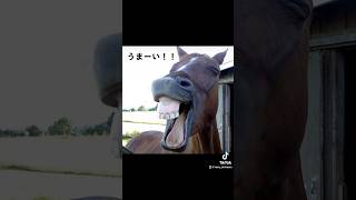 マンゴスチンが想像以上にうまかった🐴