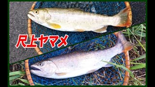 ラストチャンス！！禁漁前の川で尺ヤマメ2匹【渓流餌釣り】