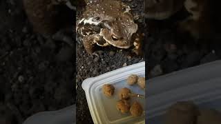 ヒキガエルに練り餌をあげると…　#animals #pets #amphibia #frog #feeding