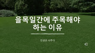 을사년은 왜 을목일간을 주목해야 하는가?