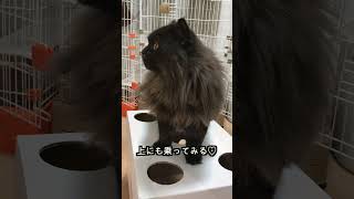 穴空ダンボールから顔を出す猫が可愛過ぎるww ​#Shorts