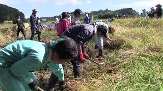 種子島の伝統行事：宝満神社赤米収穫祭茎南小学校児童収穫体験2019年