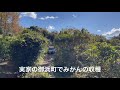 三重県南牟婁郡御浜町のみかんをオススメするショート動画w