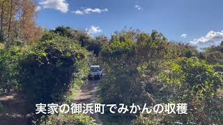 三重県南牟婁郡御浜町のみかんをオススメするショート動画w