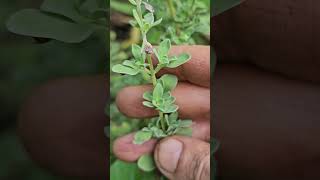 Origanum majorana - Aromatic herb #nature #flora