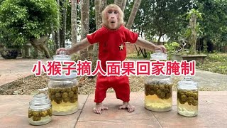 小猴子面对巨大的果树束手无策，只好求助妈妈帮忙摘果子回家腌制