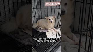 [하남유기견보호소] 입양 당일 파양되었던 소망이의 손을 꼭 잡아주세요