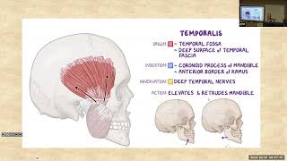 Temporal fossa, Infratemporal fossa, TMJ and Pterygopalatine Fossa