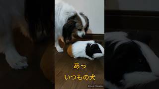 ジョセフィーヌと犬小屋 #モルモット #パピヨン