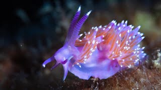 NUDIBRANQUIOS, Criaturas LEGENDARIAS: TESOROS Vivos y JOYAS Vivientes Del OCÉANO