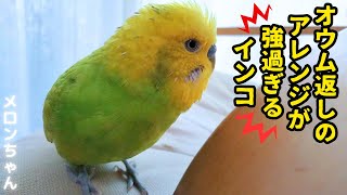 【オウム返しのアレンジが強過ぎるインコ】おしゃべりインコメロンちゃん