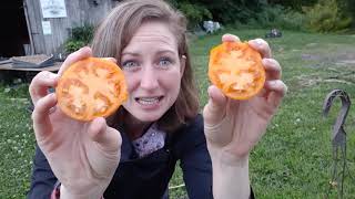 Persimmon Tomato taste trials