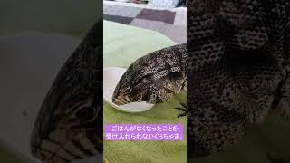 餌に走り寄る大型トカゲ/Tegu runs up to his feed. #shorts