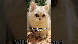 Will you say hi? 👋 #viral #cat #kitten #cute #innocent #catlover #whitecat #catvideos