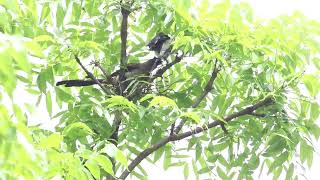 樹鵲(Grey Treepie)築巢