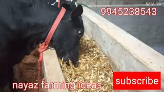 dairy farming ರುಚಿಕರ ಸೈಲೇಜ್ ಅಧಿಕ ಹಾಲಿನ ಇಳುವರಿ