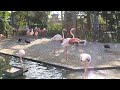 京都市動物園のフラミンゴ