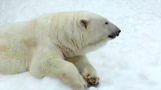 polar bears in Arctic 　　　かわいいホッキョクグマ