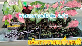 เบบี๋บอนสี หนุมานอมพลับพลา พรหมฤาษี กุมภกรรณ | Caladium colour such as Prayapunwang,Kumpakun,