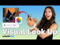 iPhone Visual Lookup | The Best New Feature on iPhones (Identify ANYTHING!)