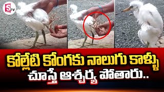 కోల్లేటి కోంగకు నాలుగు కాళ్ళు..!  || 4 Legs Stork Born at Bhimavaram || SumanTV