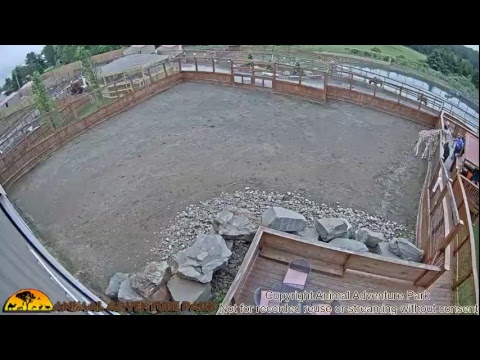Giraffe Cam - Animal Adventure Park Giraffe Cam - Animal Adventure Park